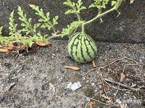 主打一个吃瓜现场的网红,网红吃瓜现场，笑料横生！